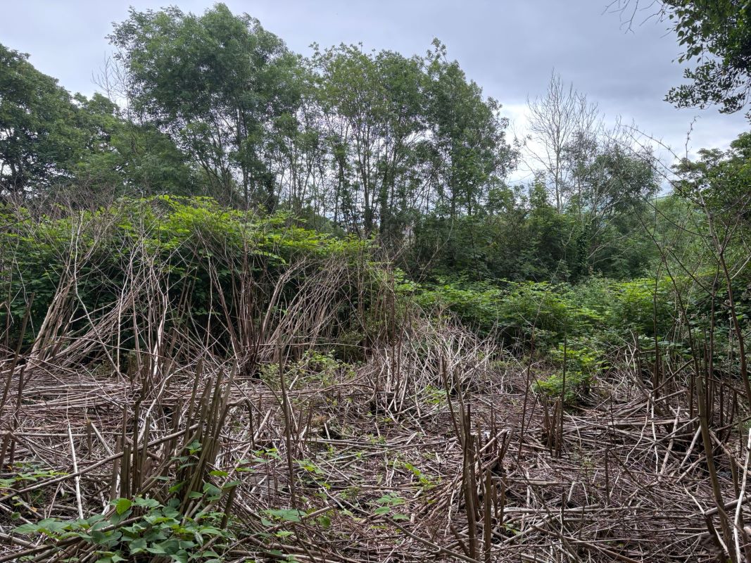 Lot Image