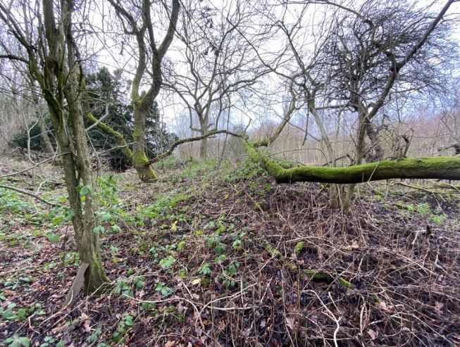 Woodland Land off Cocking Hill, Boughton, Newark, Nottinghamshire, NG22 9LB
