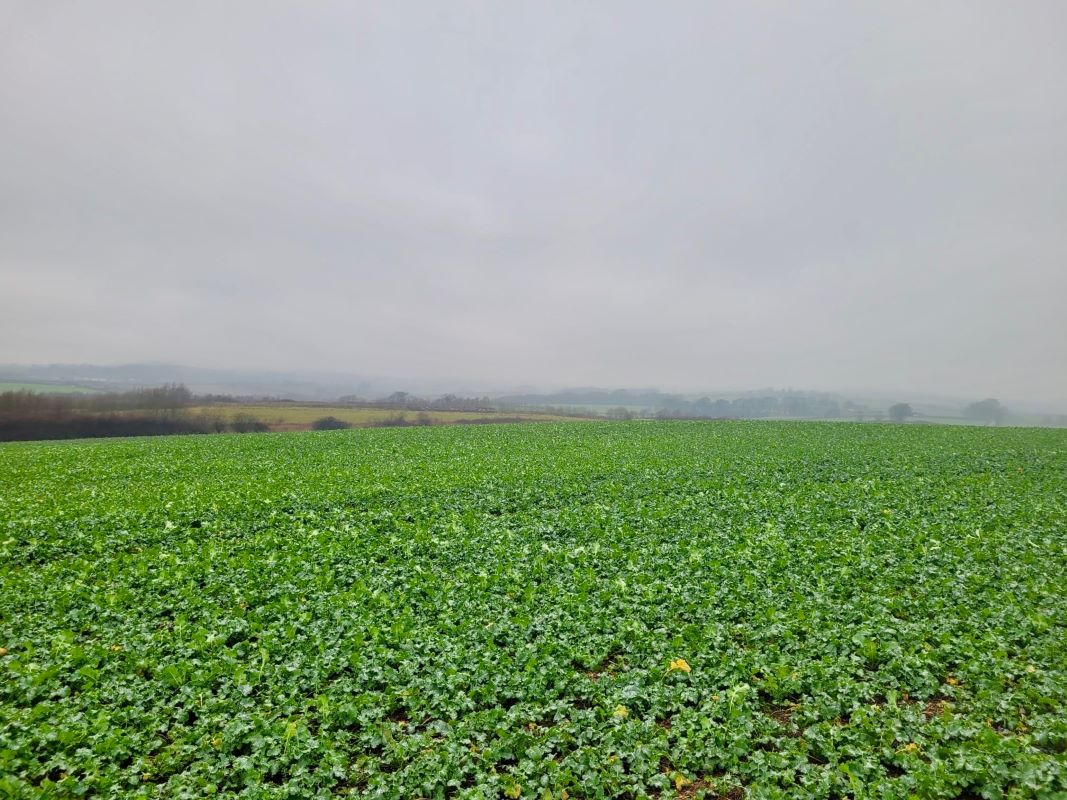 Land At the end of Brooks Road, Barrow Hill, Derbyshire, S43 2NN