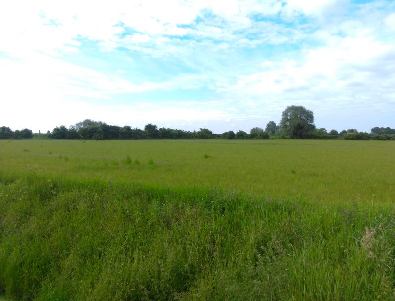 Land at Long Drove, Waterbeach for sale at auction on 21 Jun 2017 0200 PM