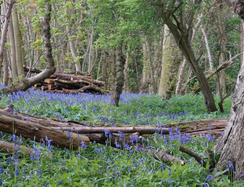 Woodland for sale at auction on 13 Mar 2019 0200 PM