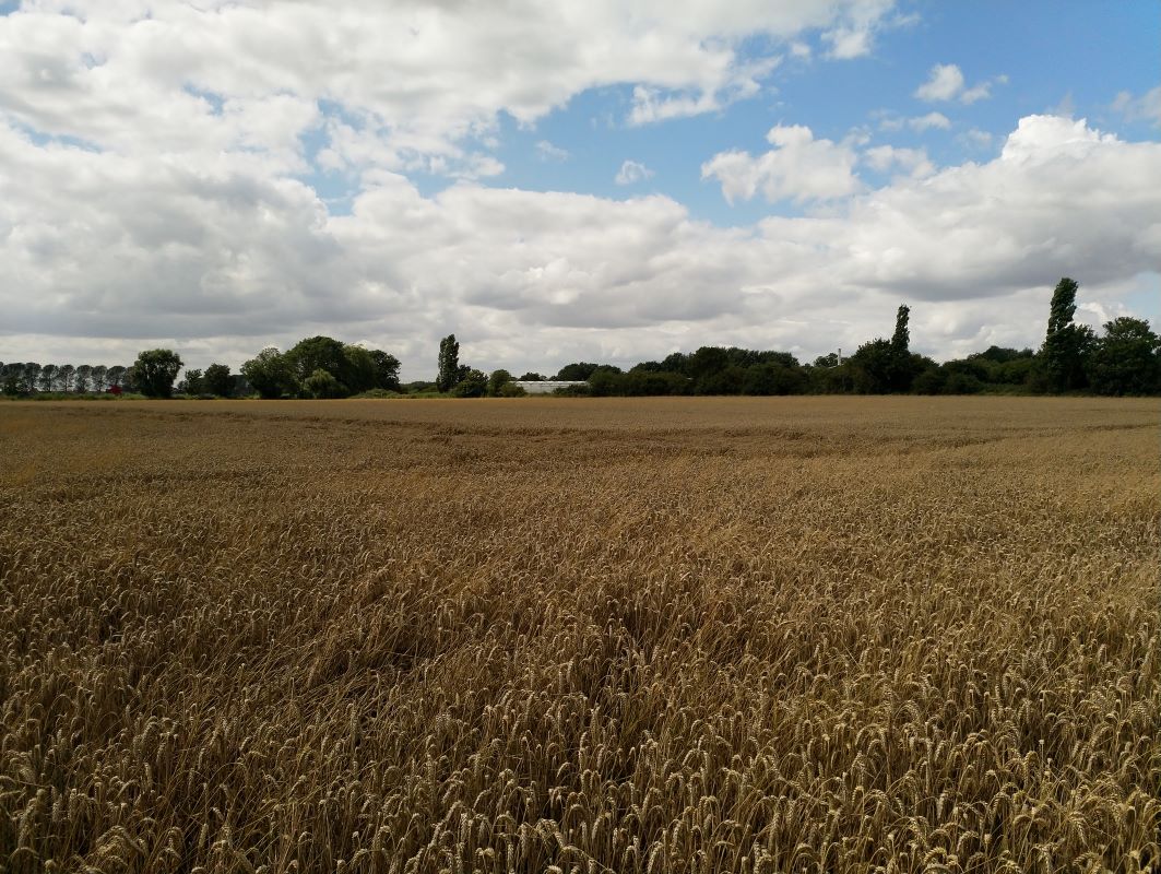 6.21 acres of land to rear of Main Street, Pymoor, Ely, Cambridgeshire, CB6 2DY