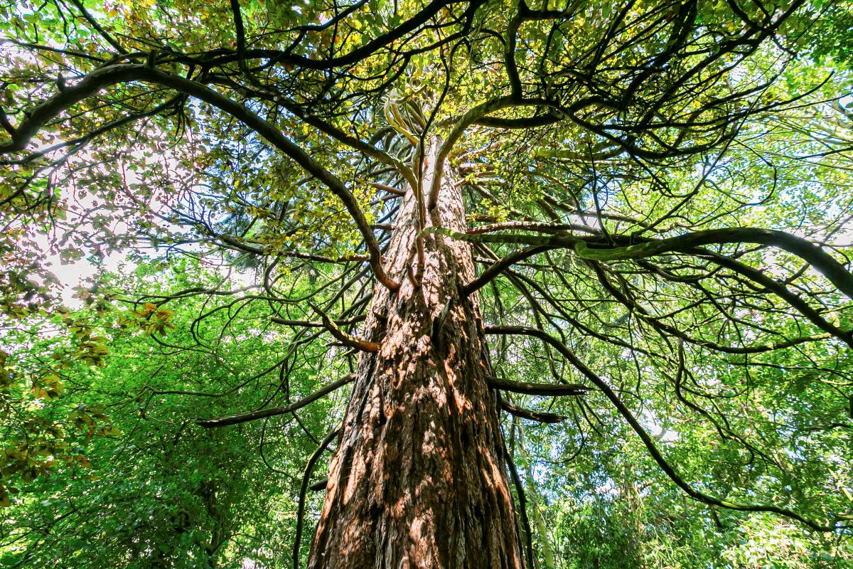 Redlands, Station Road, Longstanton, Cambridge, Cambridgeshire, CB24 3DS