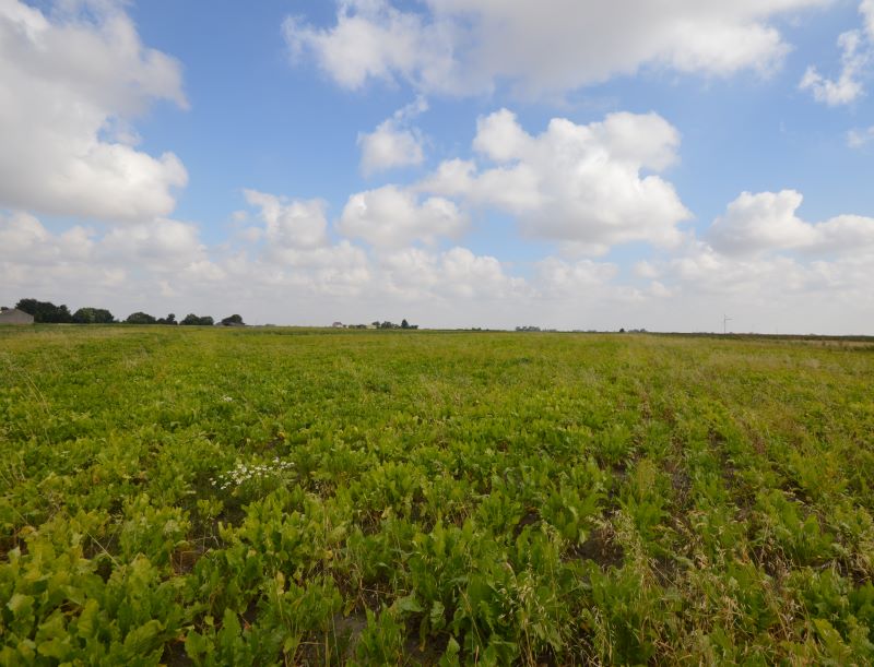 9.65 acres at Miller’s Way, Warboys, for sale at auction on 28 Sep 2016