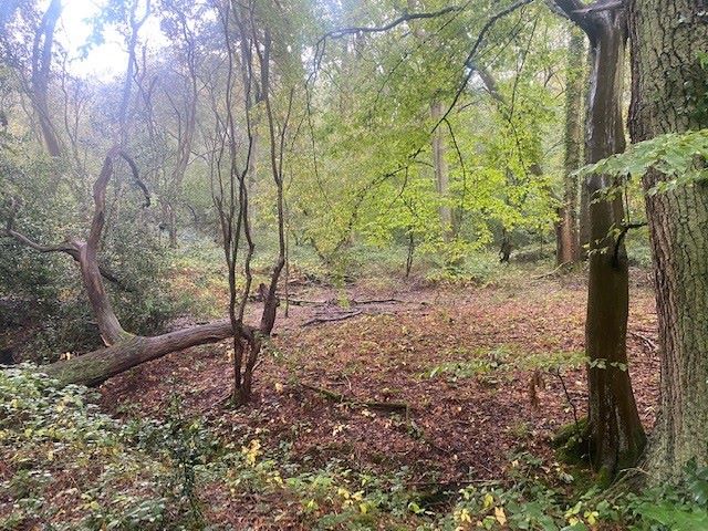 Land to North of, Riffhams Chase, Little Baddow, Chelmsford, Essex, CM3 4AU