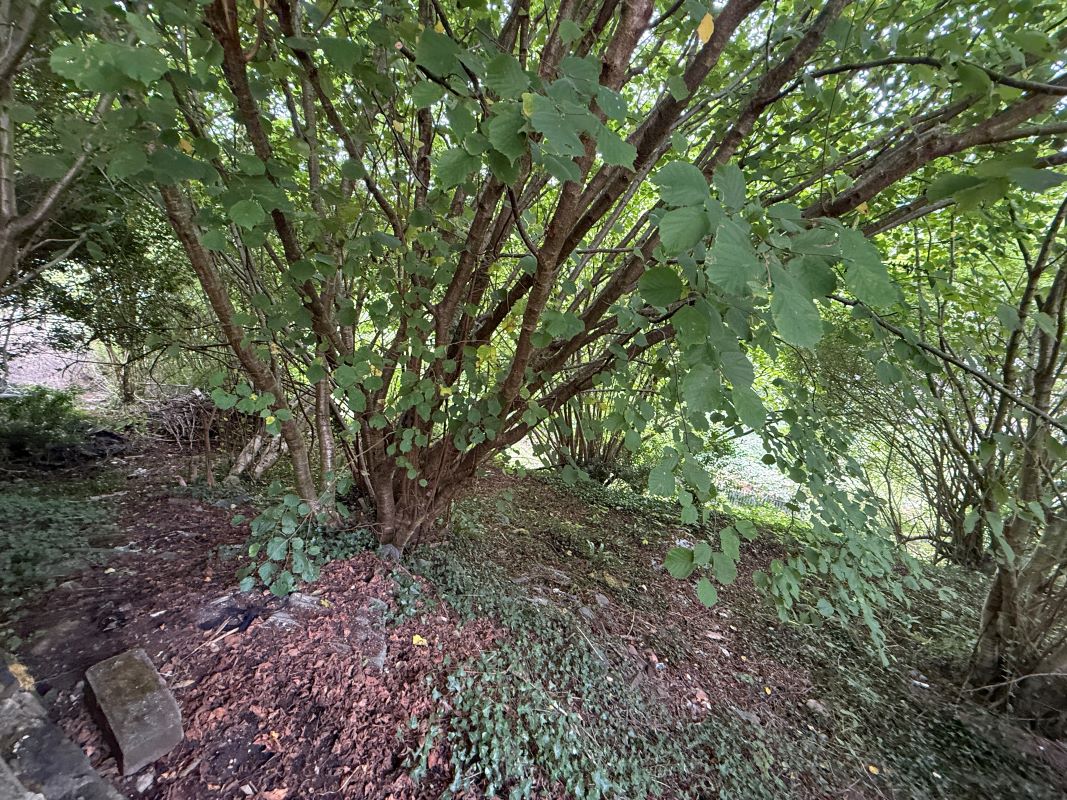 Image 5 of 9