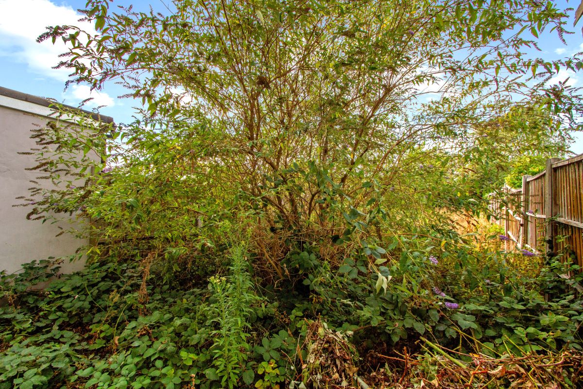 Image 12 of 14