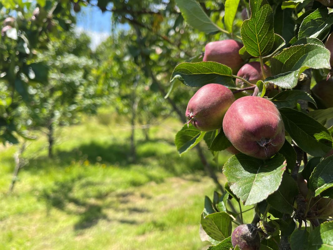 The Orchard, Reynoldston, Gower, Swansea, SA3 1AA