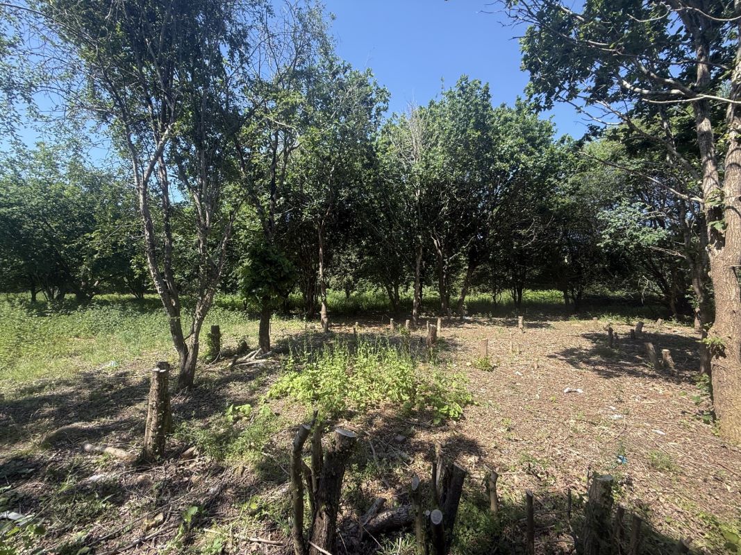 Lot Image