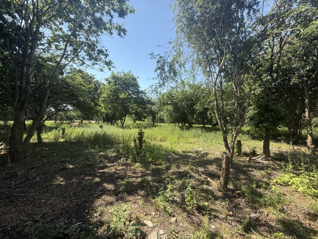 Lot Image