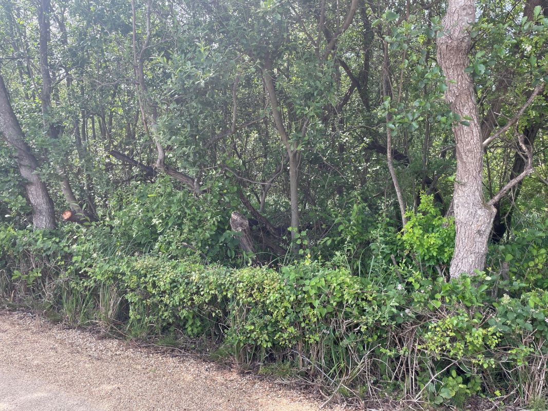 Primary Lot Photo