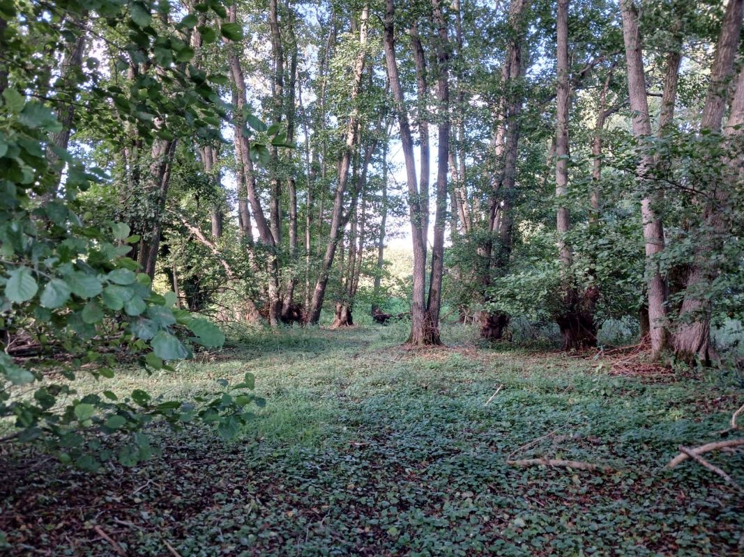 Lot Image