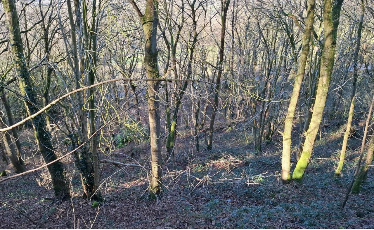 Lot Image