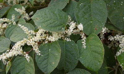 Property guide: The issue of Japanese Knotweed