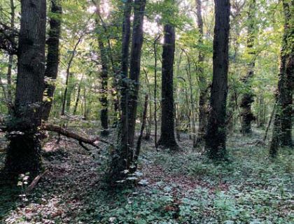 Property for auction in Dorset)
