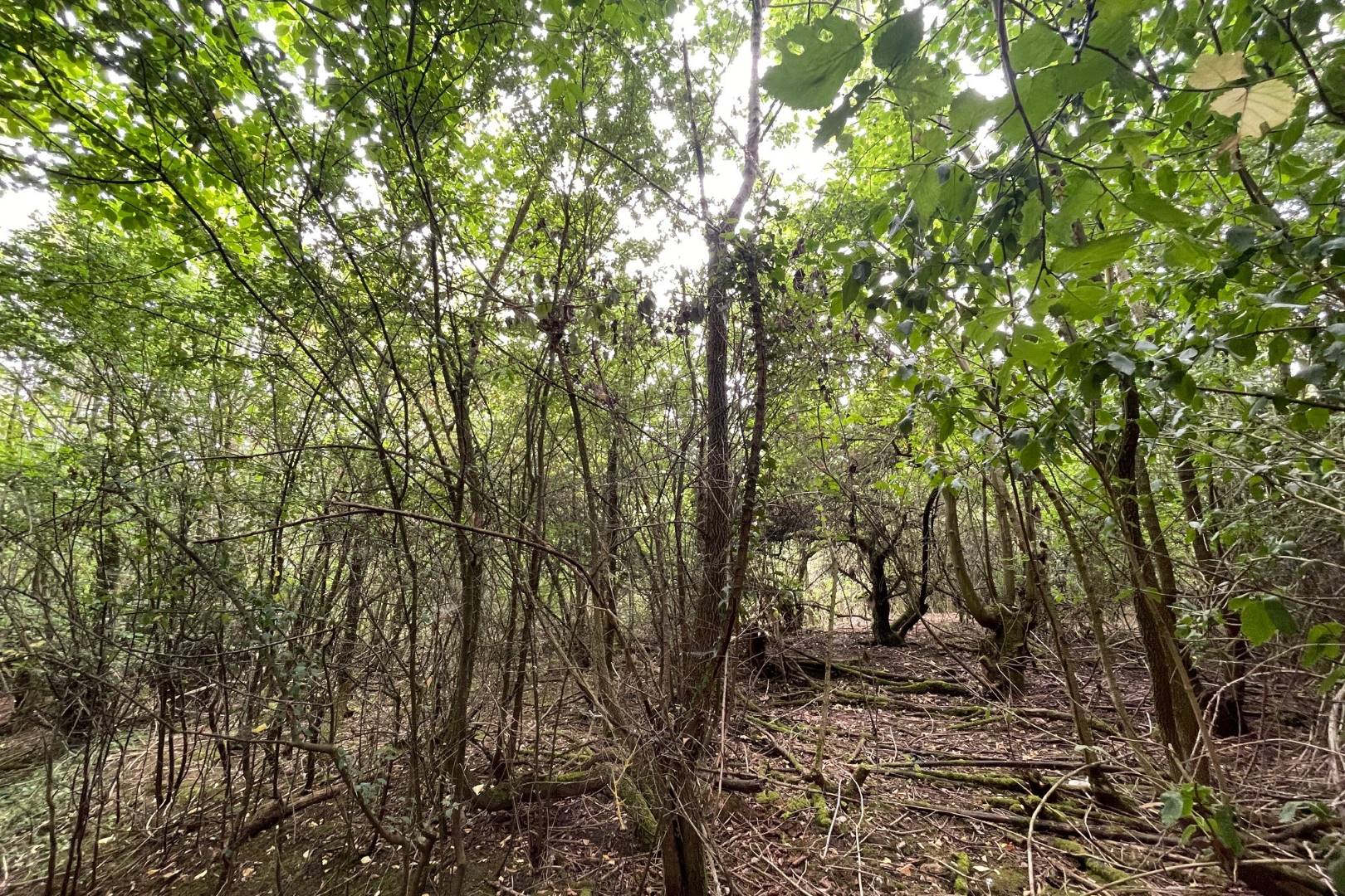 Land Opposite 153 Box End Road, Bromham, Bedford, MK43 8LU