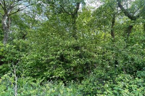 Property for auction in Somerset