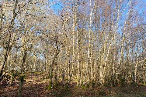 Property for auction in East Sussex