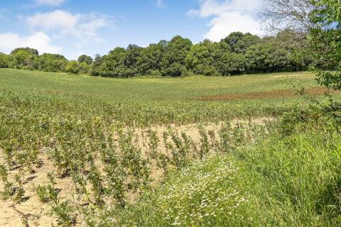 Property for auction in East Sussex
