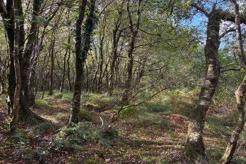 Property for auction in Devon