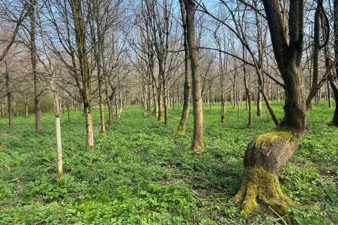 Property for auction in Avon