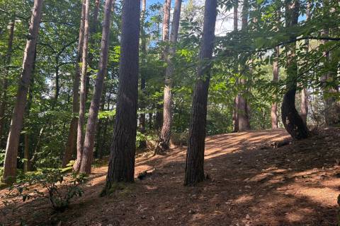 Property for auction in Surrey