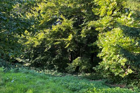 Property for auction in Dorset