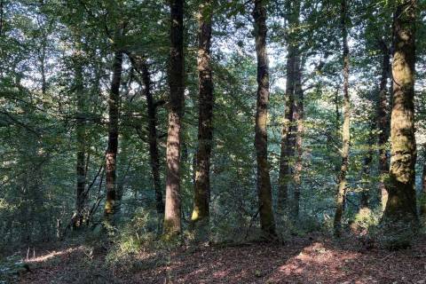 Property for auction in Devon