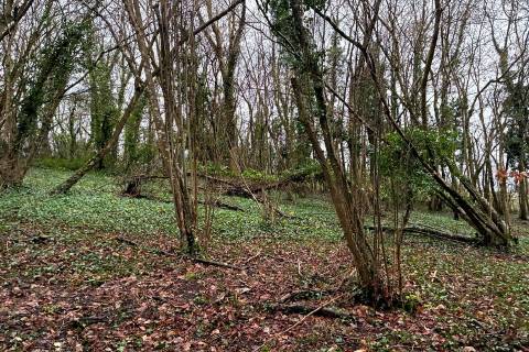 Property for auction in Somerset