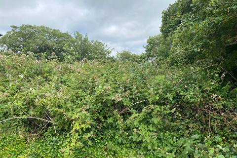 Property for auction in Dorset