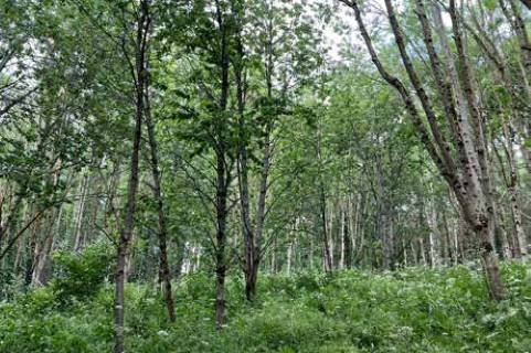 Property for auction in Dorset