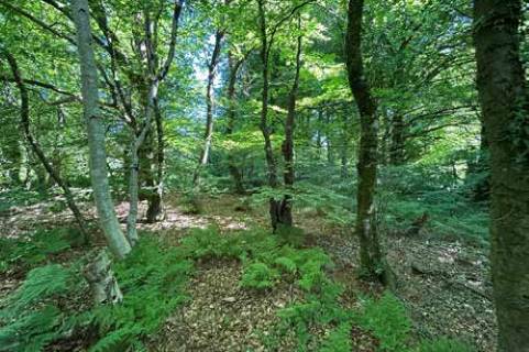 Property for auction in Devon