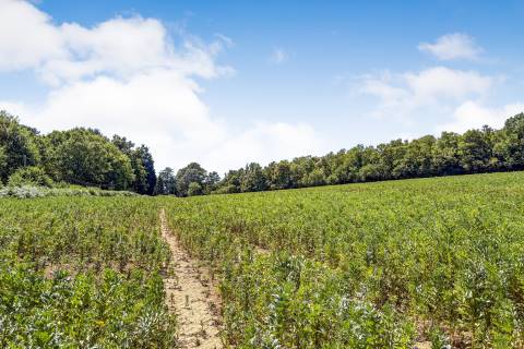 Property for auction in East Sussex